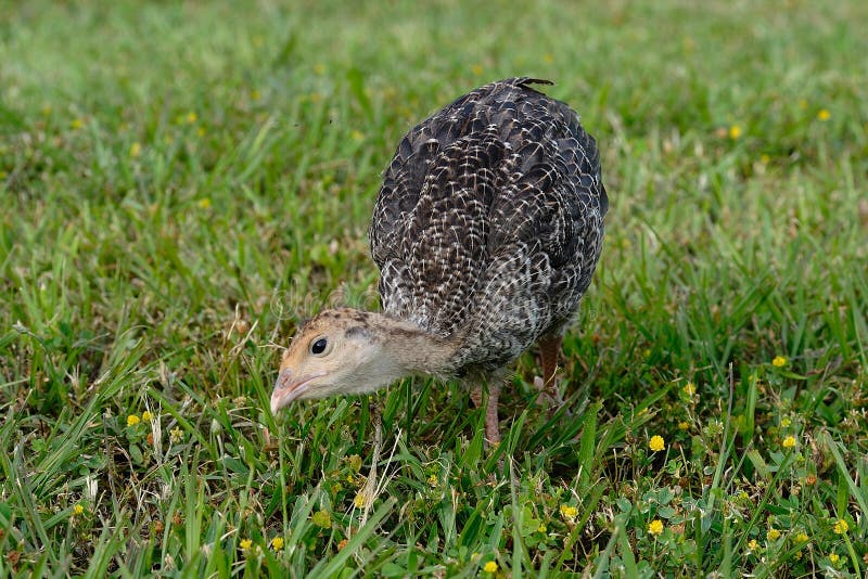 Turkey feeding stock image. Image of turkey, feather 20456633