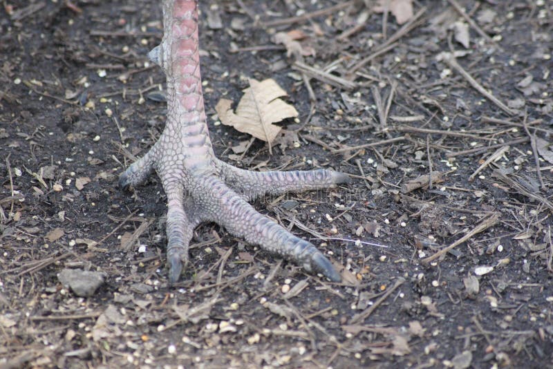 Turkey foot and claws stock image. Image of poultry, turkey 18996213