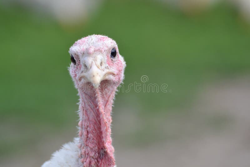 5,963 Funny Turkey Stock Photos - Free & Royalty-Free Stock Photos from  Dreamstime