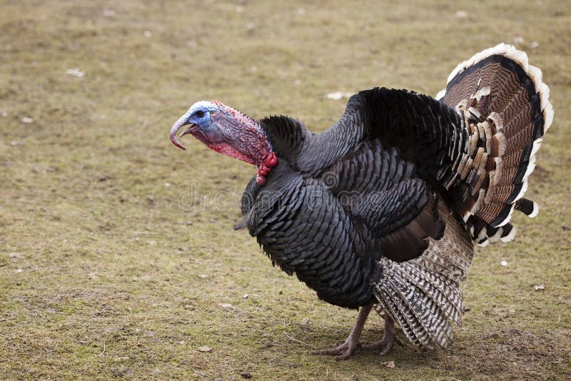 Turkey gobbles stock image. Image of white, meat, food - 29691517