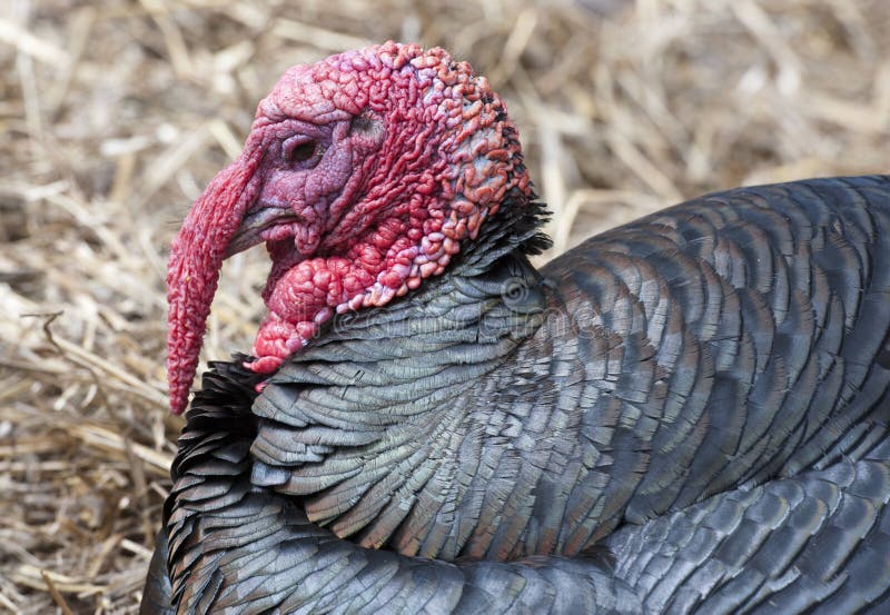 Turkey stock photo. Image of birds, turkey, nose, feathers 32127258