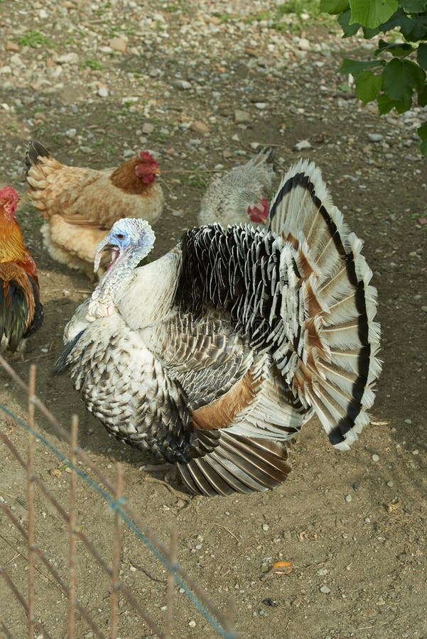 Turkey stock photo. Image of bird, house, plumage, traditional - 116549652