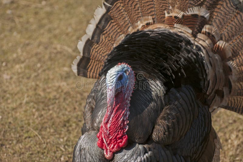 Male turkey fighting stock photo. Image of iridescent 8834664