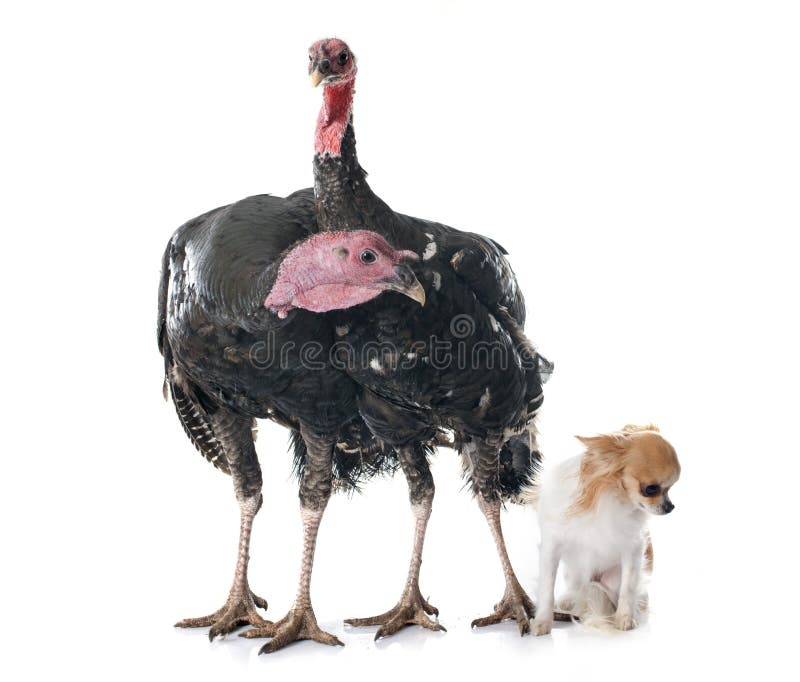 Is Turkey Good For A Dog