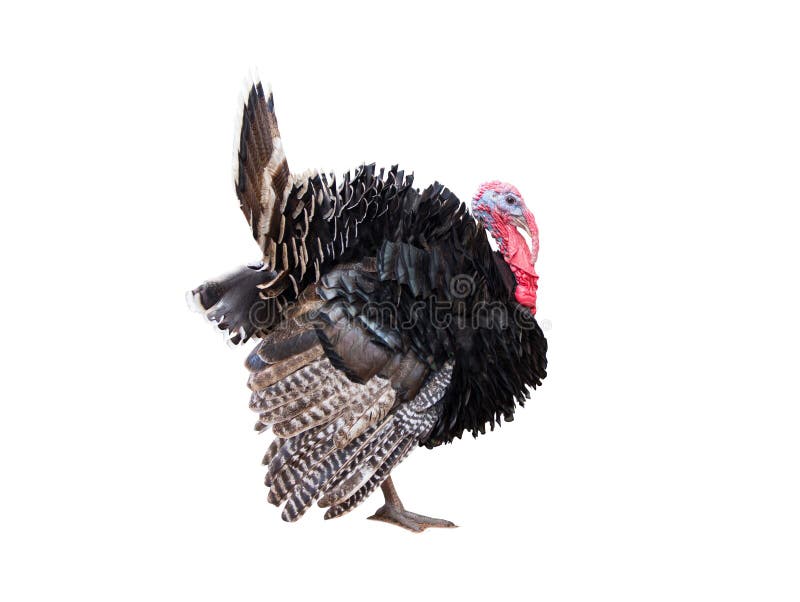 Turkey Isolated On The White Background Stock Image Image Of