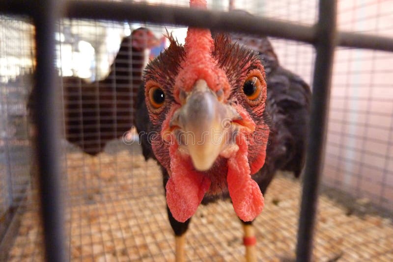 5,963 Funny Turkey Stock Photos - Free & Royalty-Free Stock Photos from Dreamstime 5,963 Funny Turkey Stock Photos - Free & Royalty-Free Stock Photos from Dreamstime