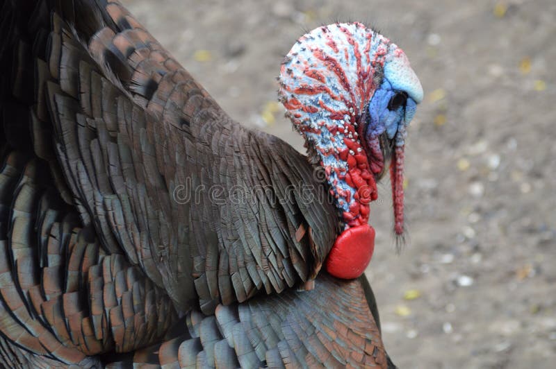 Turkey stock photo. Image of dark, eyes, fierce, growing 91663214