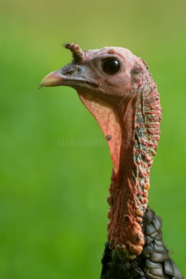 Turkey Portrait Stock Image Image Of Food Animal Meadow 81128243