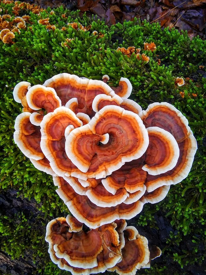Turkey Tail Mushroom Ga Stock Photos Free & RoyaltyFree Stock Photos