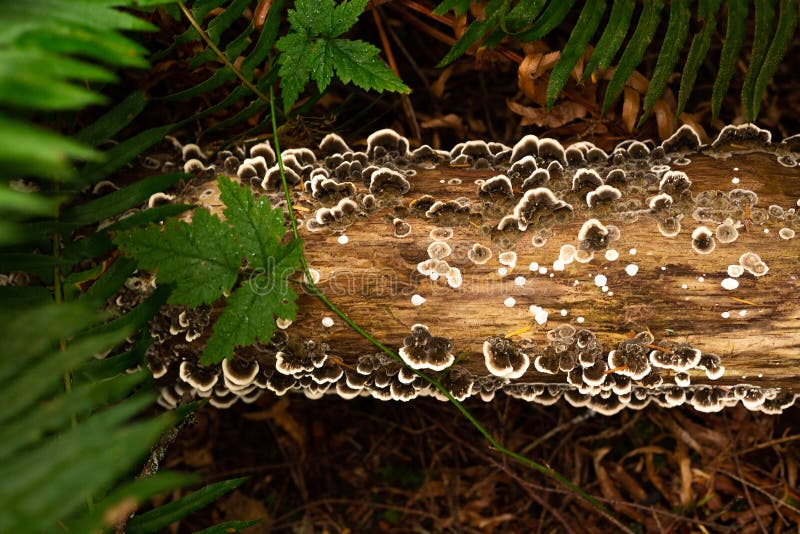 Turkey Tail Mushroom Growing On Log Stock Image Image Of Natural