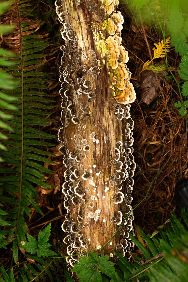 Turkey Tail Mushroom Growing on Log Stock Image Image of decay