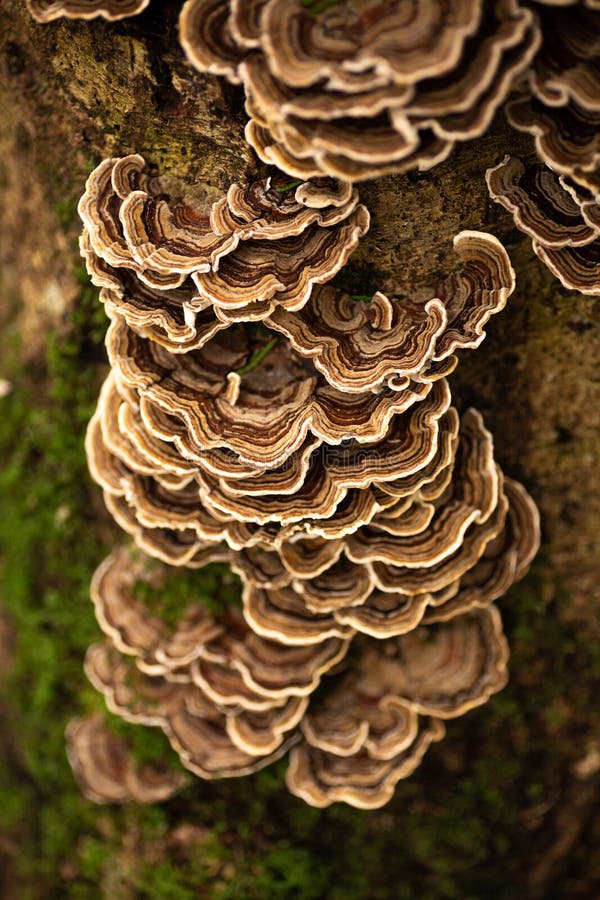 Turkey Tail Mushroom Growing on a Tree Stock Photo Image of bracket