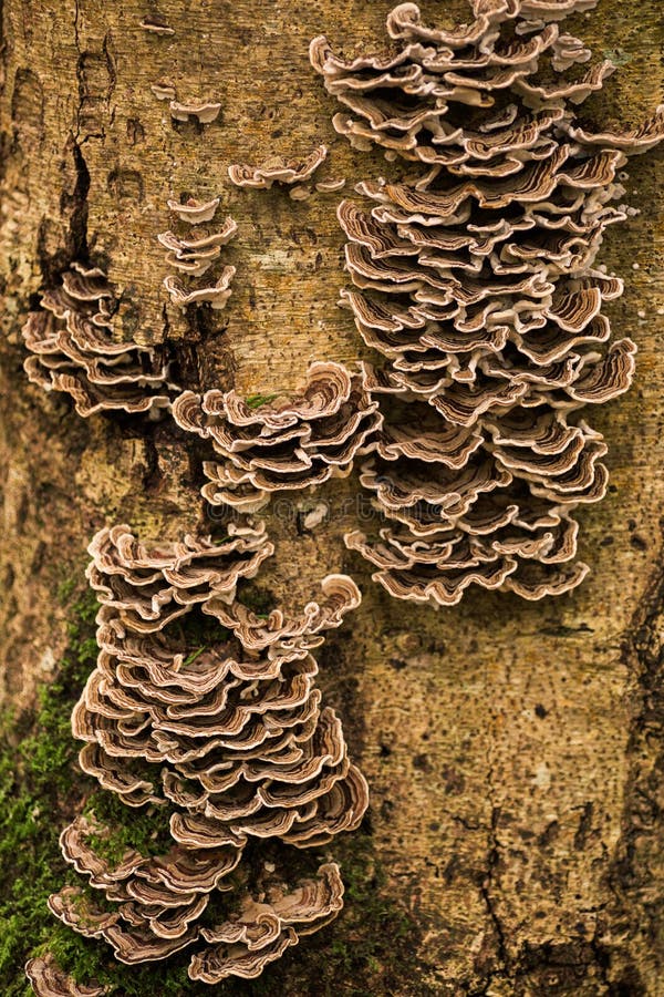 Turkey Tail Mushroom Growing on a Tree Stock Image Image of plant