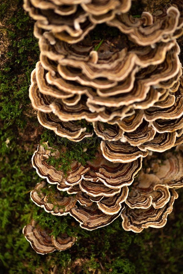 Turkey Tail Mushroom Growing on a Tree Stock Photo Image of forestry