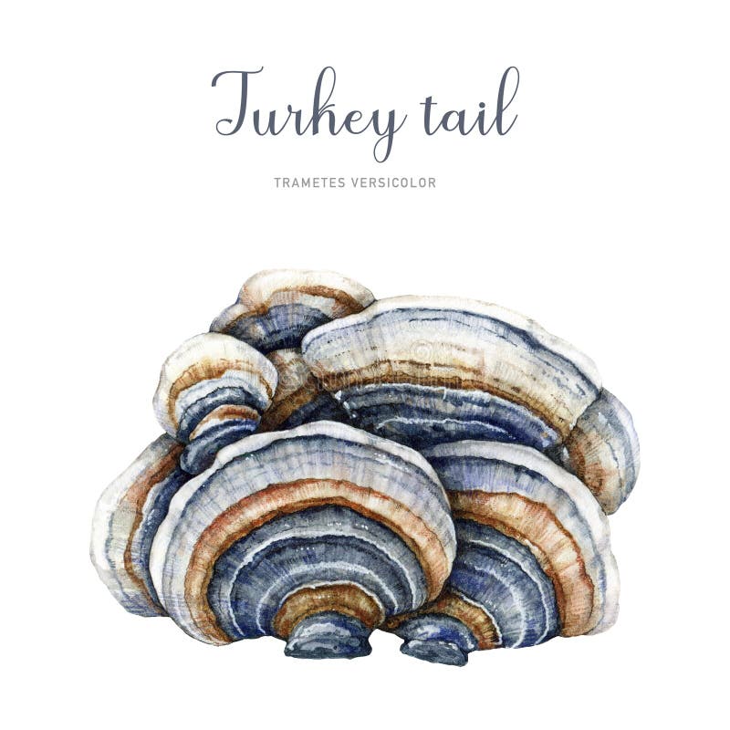 Turkey tail mushroom watercolor illustration. Trametes versicolor hand painted fungus. Medicinal mushroom detailed image