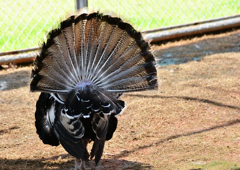 Turkey tail stock image. Image of bird, wild, thanksgiving 45362571