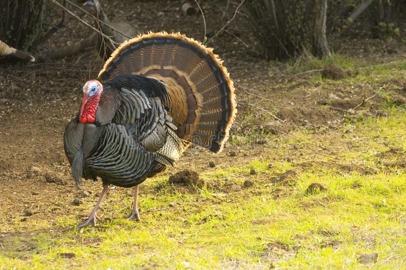 Turkey tom strutting stock photography