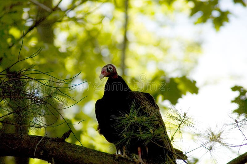 524 Turkey Vulture Tree Stock Photos Free & RoyaltyFree Stock Photos