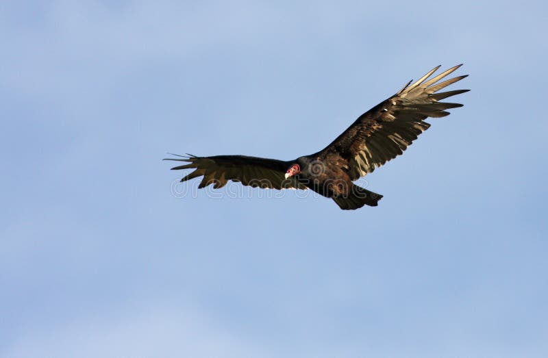 Turkey Vulture Turkey Buzzard in Flight Stock Image Image of north