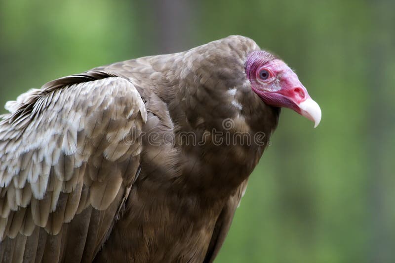 Turkey Vulture stock image. Image of vultures, winged 2286351