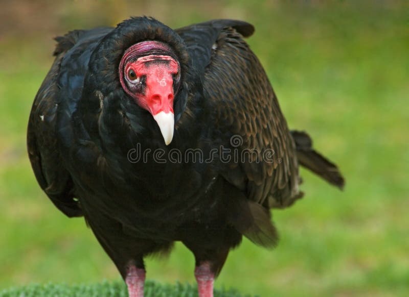 Turkey Vulture