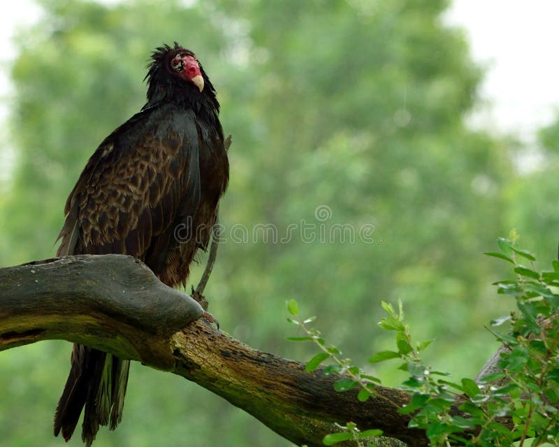 524 Turkey Vulture Tree Stock Photos Free & RoyaltyFree Stock Photos