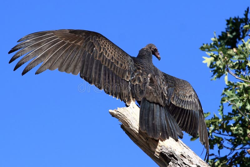 Turkey Vulture stock image. Image of turkey, vulture, missouri 3469591