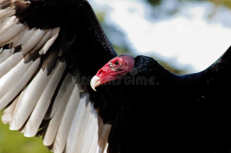 Turkey Vulture