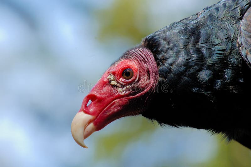 Turkey Vulture