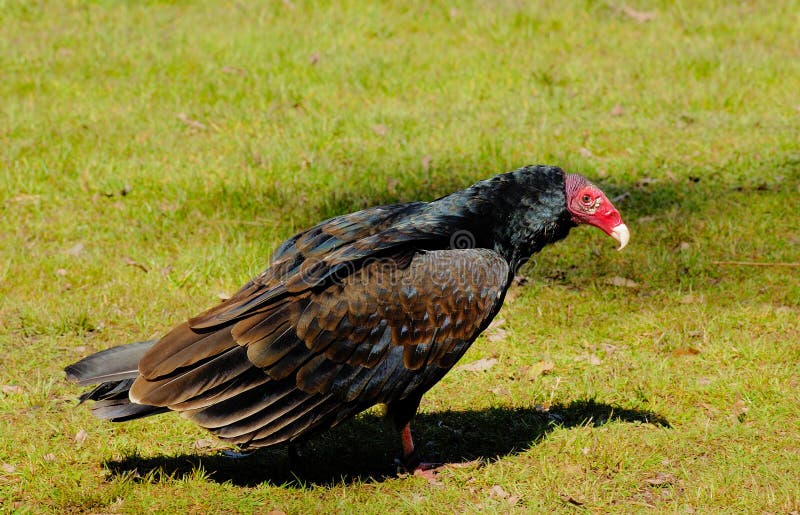 Turkey Vulture