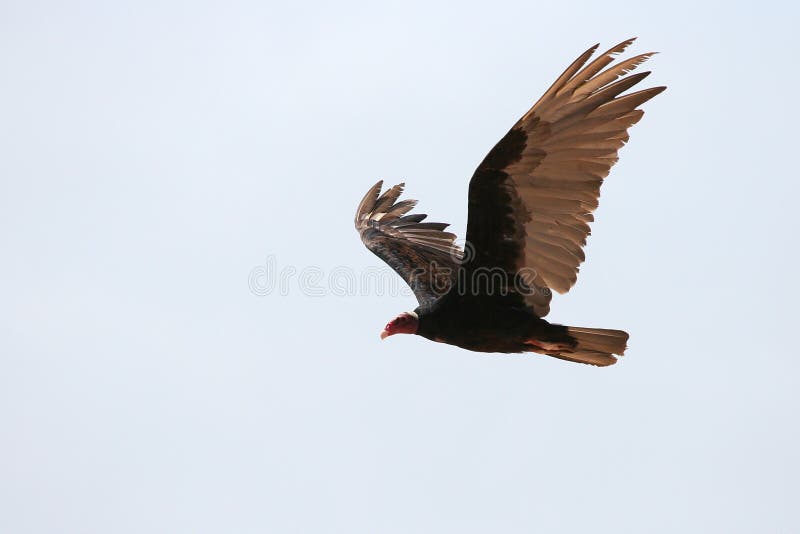 Turkey Vulture