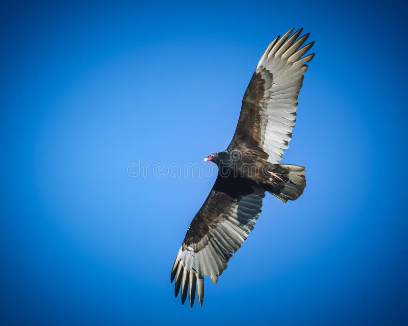 Turkey Vulture stock photo. Image of scare, white, wing 313463660