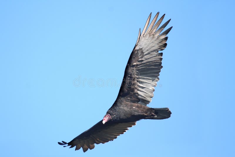 Turkey Vulture stock photo. Image of flying, feathers 31090870