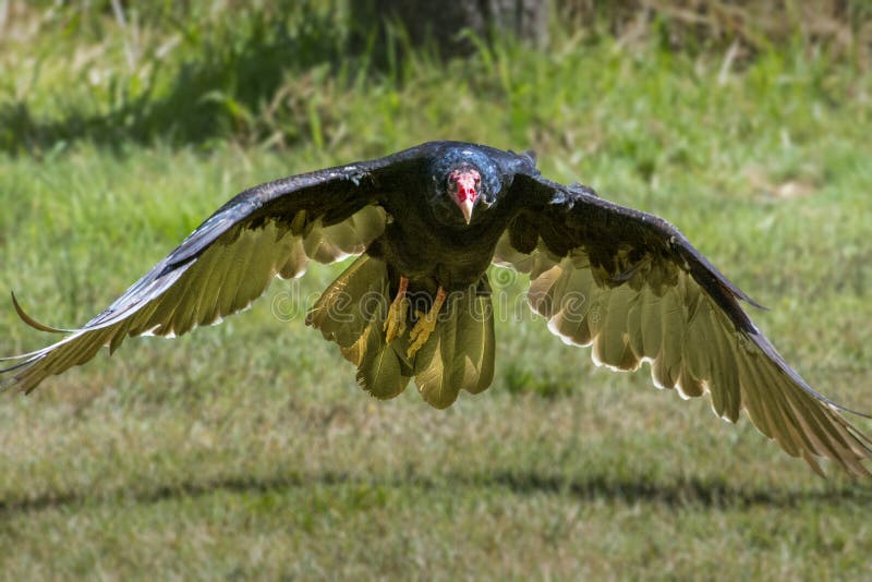 Turkey Vulture stock image. Image of prey, turkey, raptor 96990821