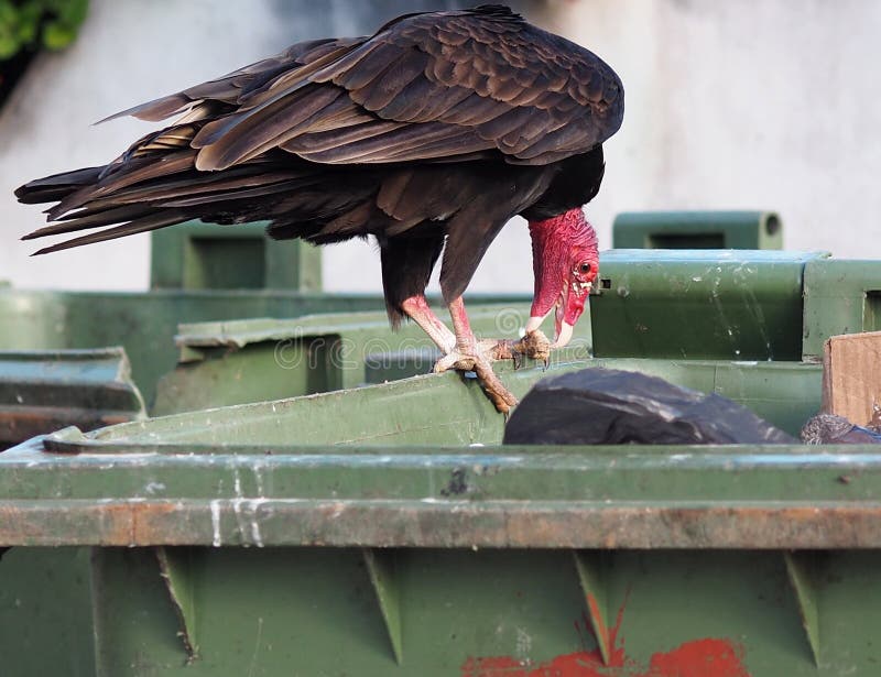 Turkey Vulture in Cuba stock photo. Image of scavenger 62799534