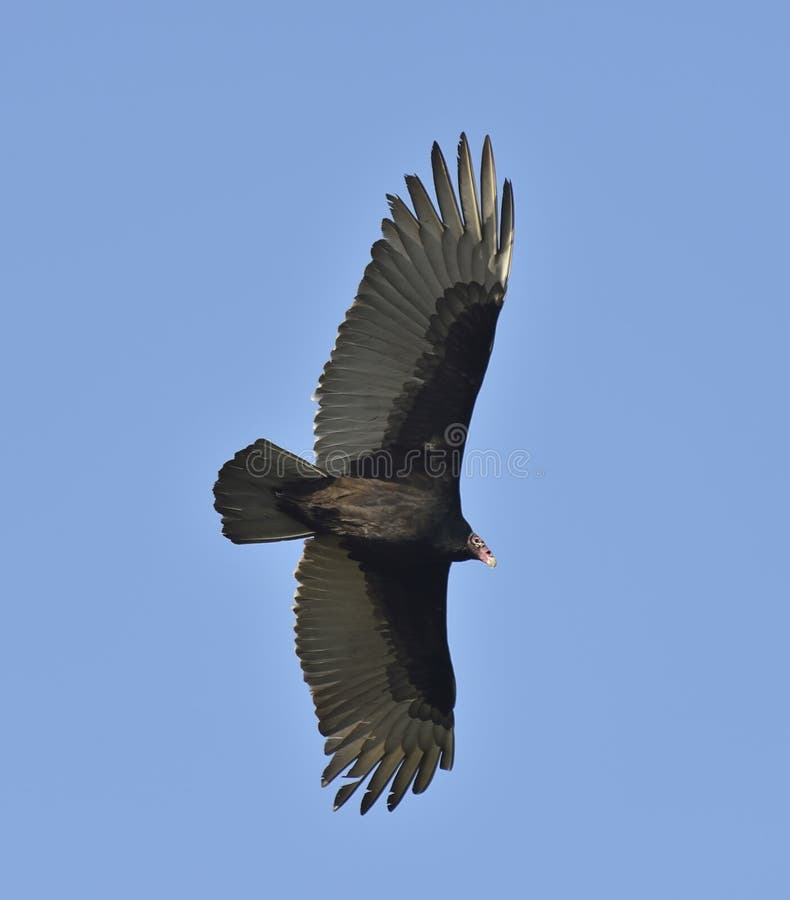 Turkey Vulture stock photo. Image of prey, outdoor, nature 36371290