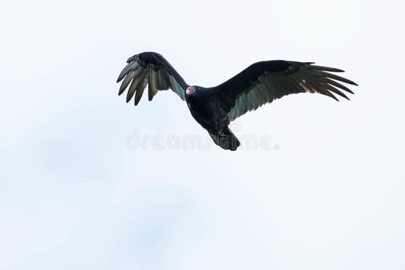 Turkey Vulture Cathartes Aura Stock Image Image of wing, ontario