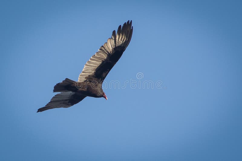 Turkey Vulture stock image. Image of prey, animals, people 41060549