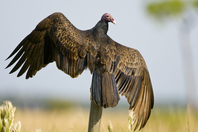 A Turkey Vulture perched