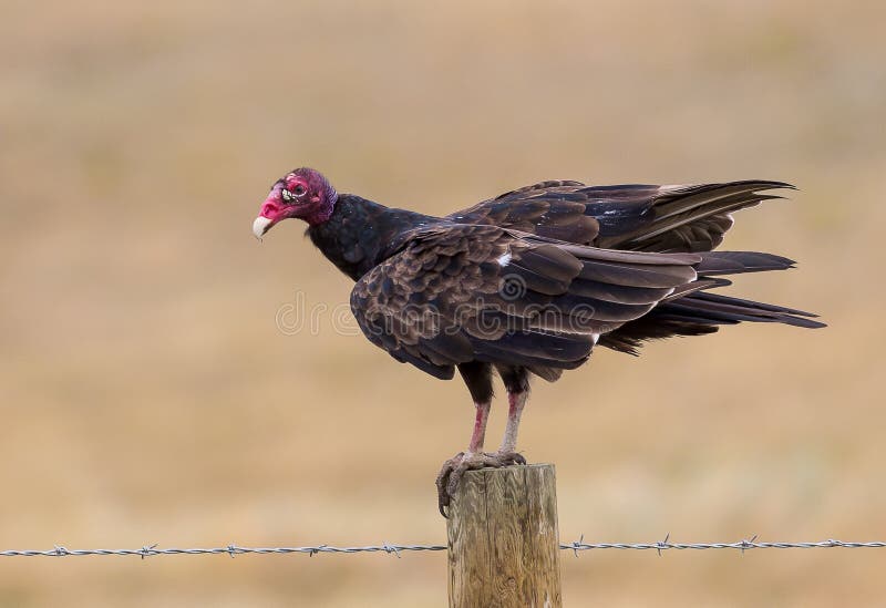 Turkey Vulture stock image. Image of prey, nature, raptor 43727105