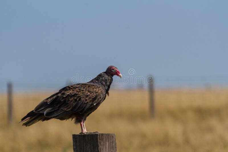 Turkey Vulture stock image. Image of farm, migration 75332419