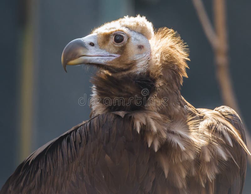Turkey Vulture stock photo. Image of eagle, eyes, prey 86553026