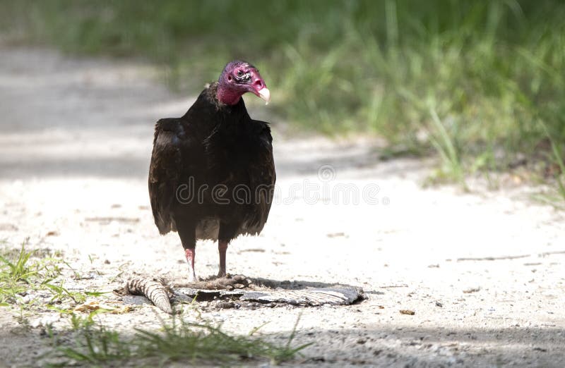 Turkey Vulture scavenging roadkill armadillo at Donnelley WMA, South Carolina, USA