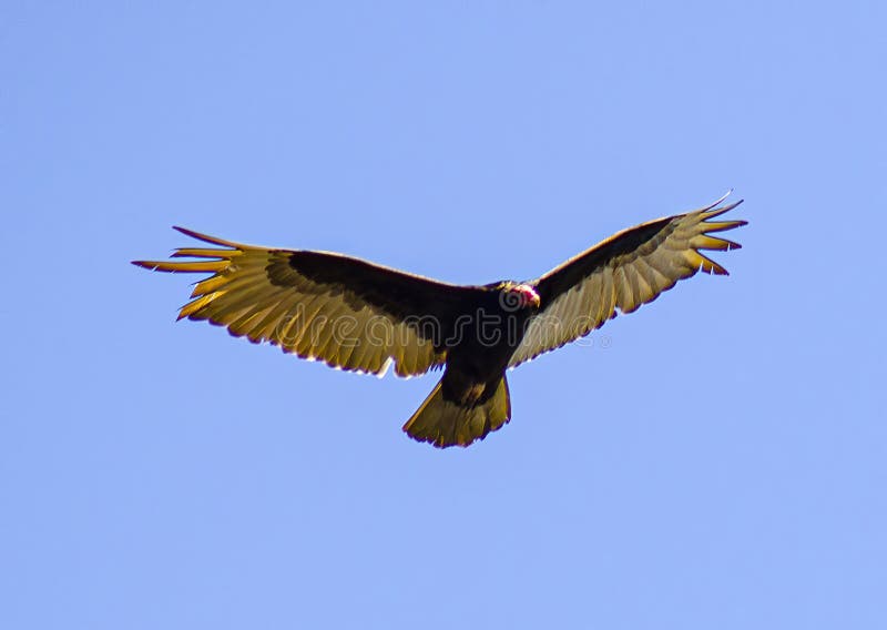 Turkey Vulture Soaring in the Blue Sky Stock Photo Image of buzzard