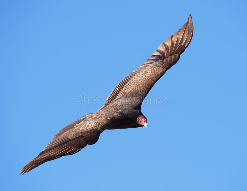 Soaring Turkey Vulture in the Blue Sky Stock Photo Image of sailing