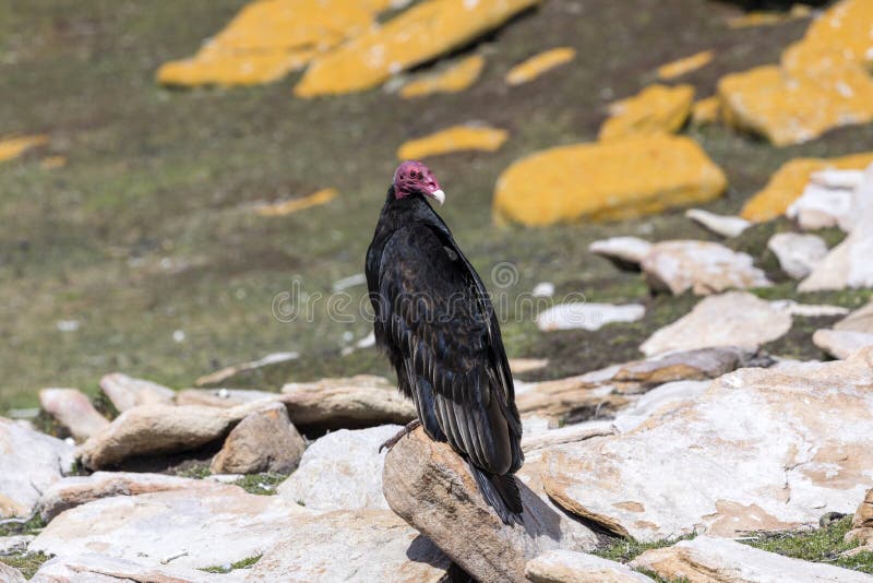 Turkey Vulture is Standing on a Rock on Saunders Island, Falkland ...