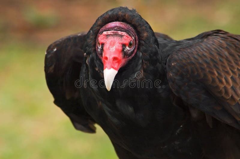 Turkey Vulture stare down