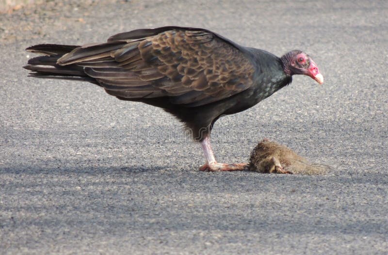 Turkey Vulture stopping to feed on a small road kill along the high way