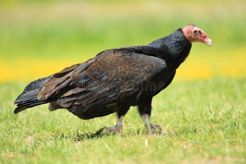 Turkey vulture