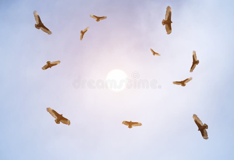Turkey vultures soaring